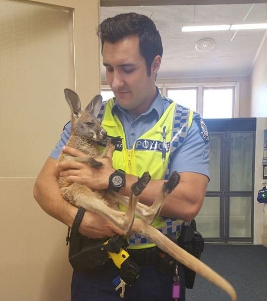Police Constable Scott Mason is seen holding his adopted kangaroo, Cuejoe.