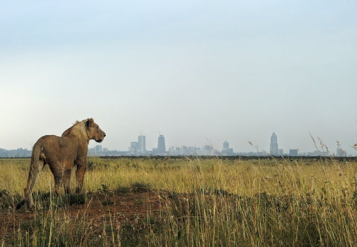 The encroachment of big cities is certainly helping to destroy wildlife. Can trophy hunters still play a role in preserving big game? 