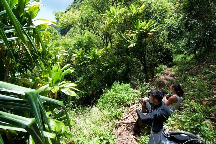 The first leg of the trail leads to Hanakapi'ai Beach near a gorgeous falls. You'll want to end the hike here, but keep going.