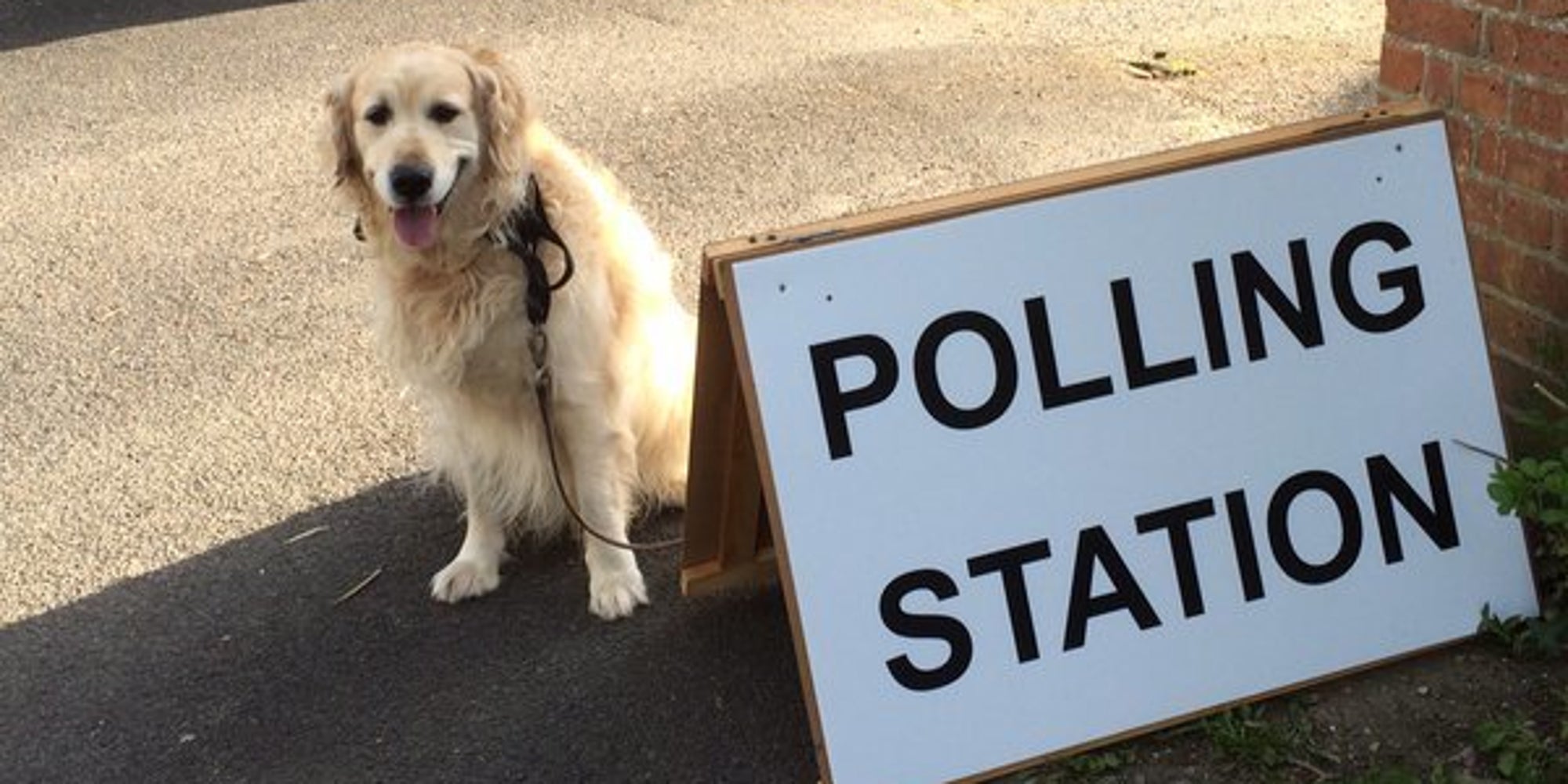 Dogs At Polling Stations Are The Most Interesting Thing About The 2016