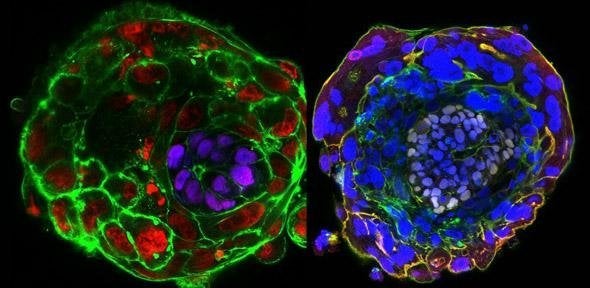 The human embryo at day 10 (left) and day 11.