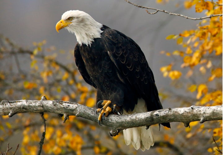 A bald eagle sits in a tree in the Chilkat Bald Eagle Preserve near Haines, Alaska October 8, 2014.