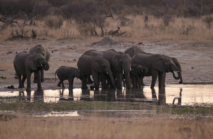 Zimbabwe has announced plans to sell of some of its wildlife to preserve resources threatened by a massive regional drought.