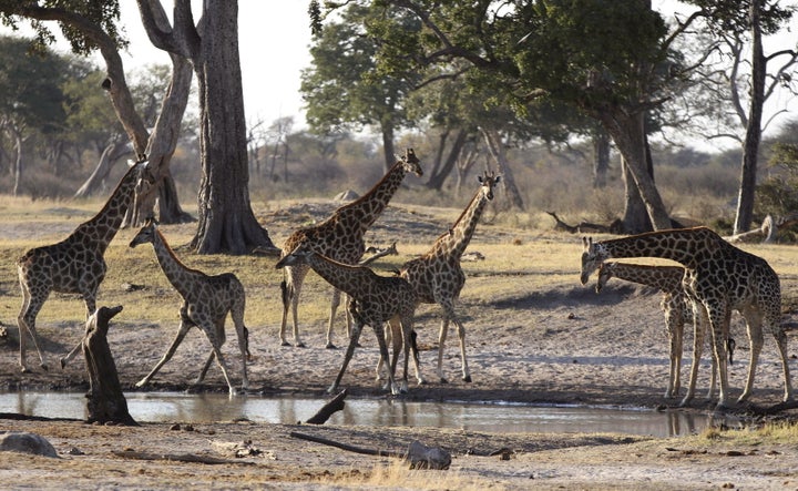 Drought caused by El Niño has dried up reservoirs, devastated crops and led to the deaths of tens of thousands of catt