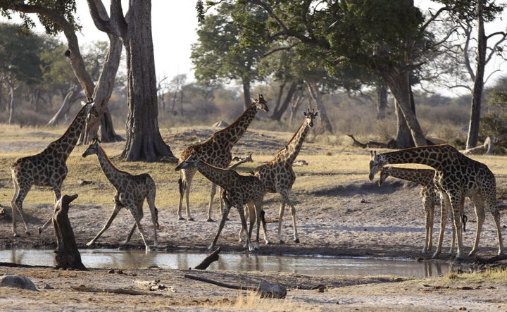 Drought caused by El Niño has dried up reservoirs, devastated crops and led to the deaths of tens of thousands of cattle in Zimbabwe.