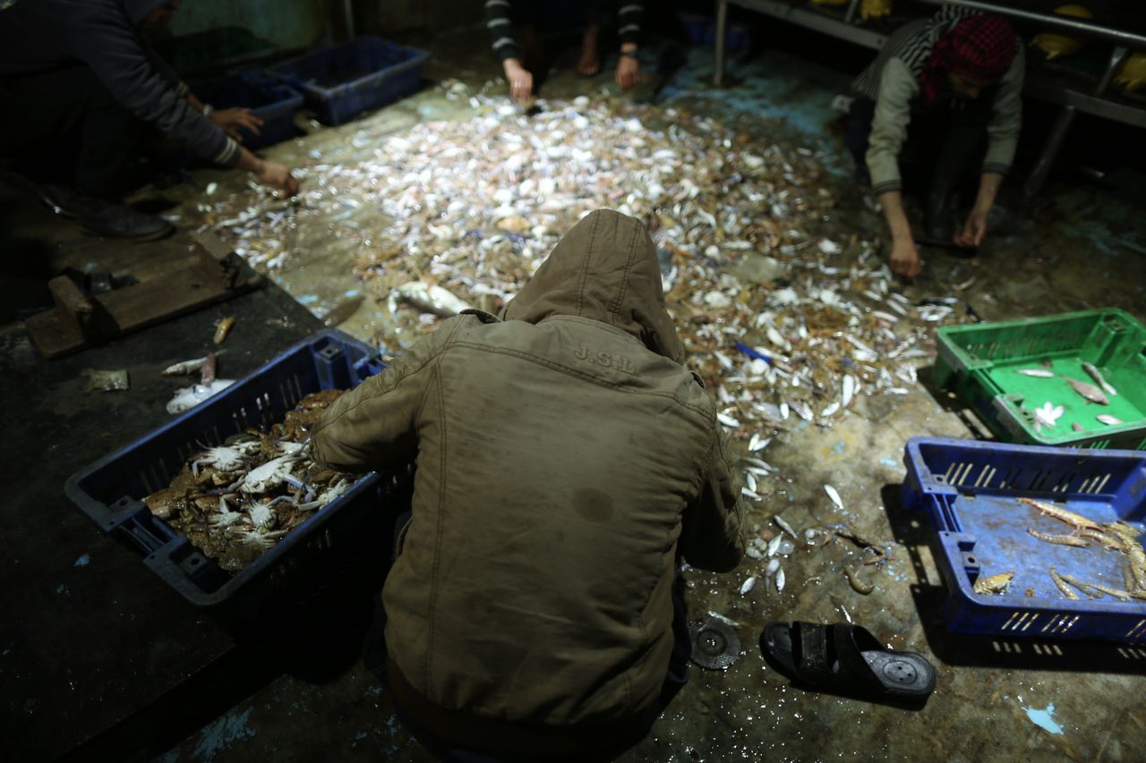 Palestinian fishermen collect and sort fish during the night on the ‎Gaza seas.