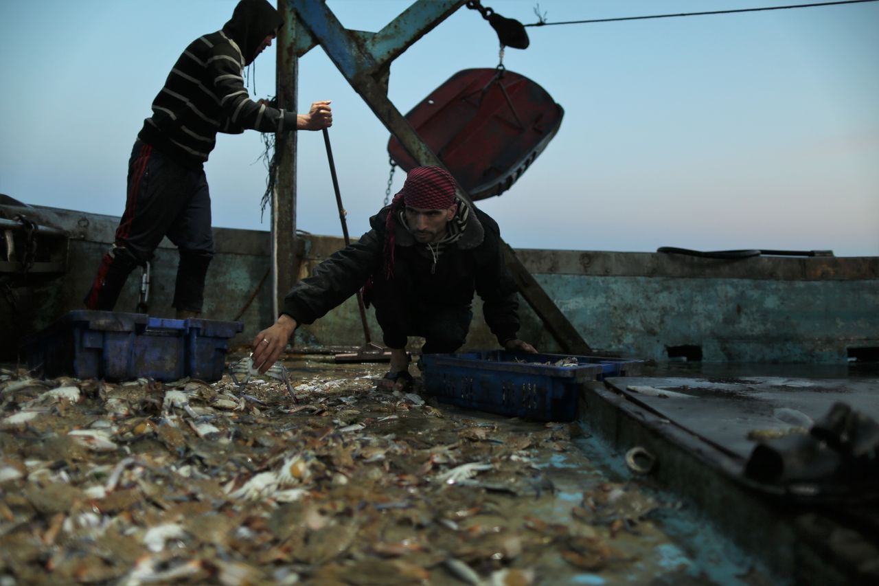 Palestinian fisherman Mohamed Nowaije collects crabs in the early morning on the deck of the ship. 