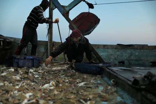 Palestinian fisherman Mohamed Nowaije collects crabs in the early morning on the deck of the ship.
