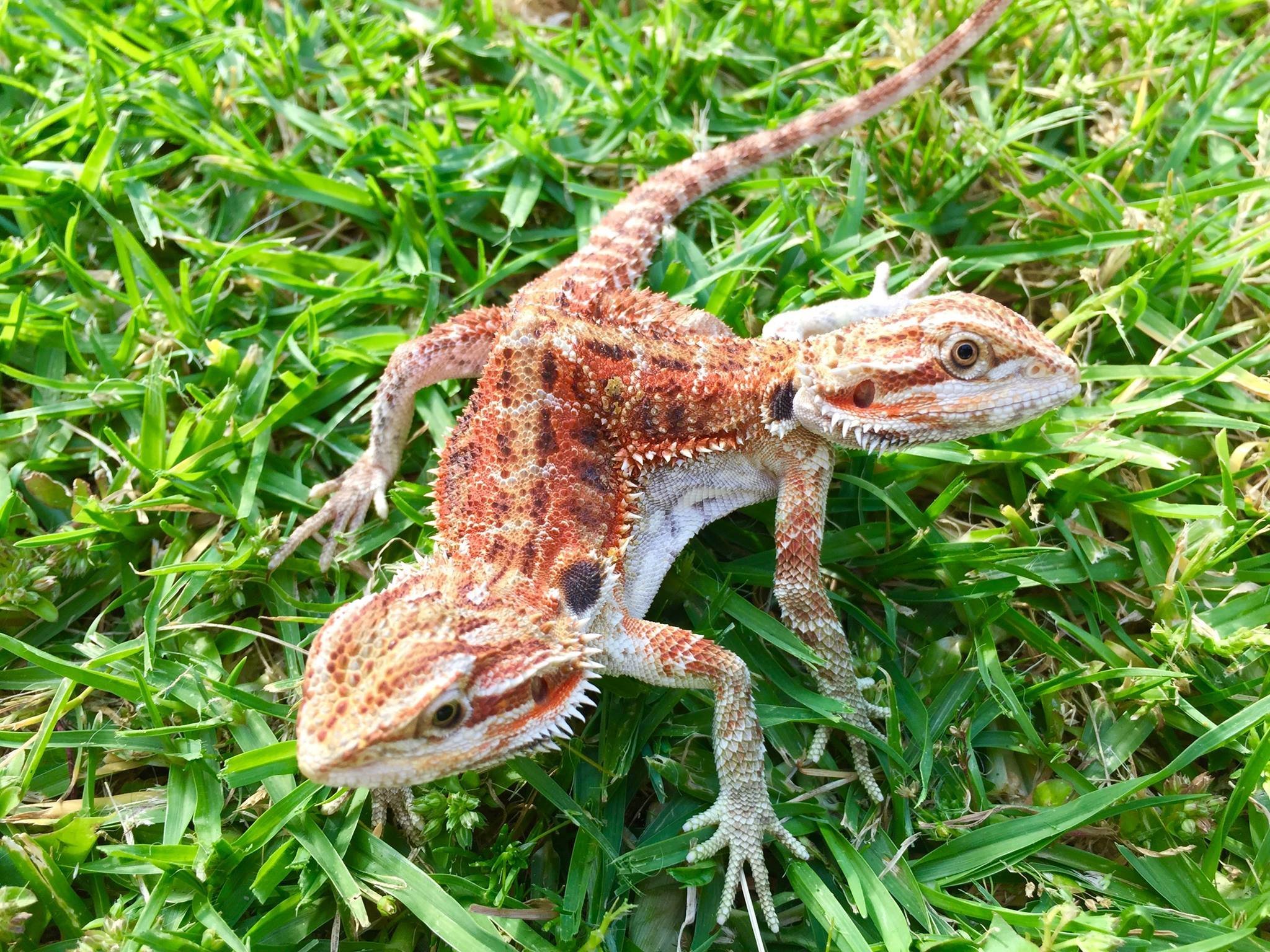 Check Out The Most Beautiful 2-Headed Bearded Dragon We've Seen Today ...