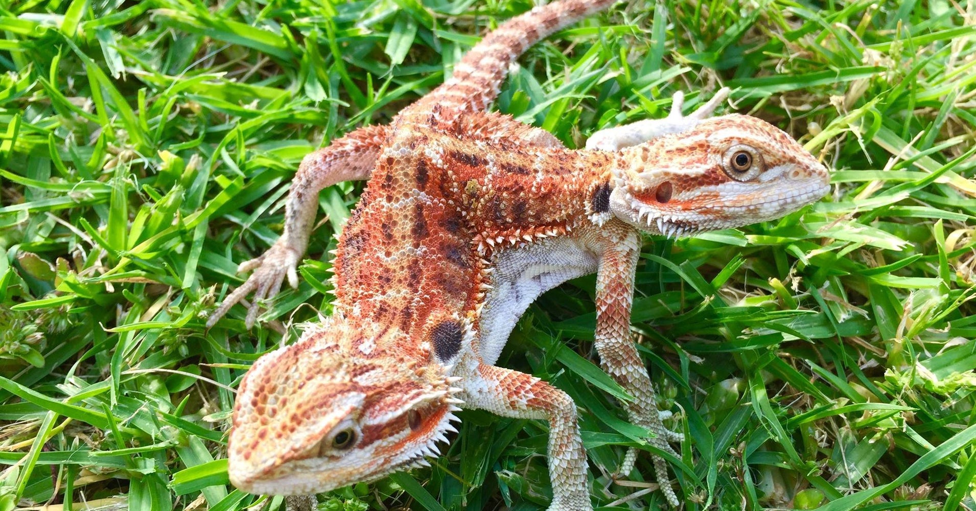 check-out-the-most-beautiful-2-headed-bearded-dragon-we-ve-seen-today