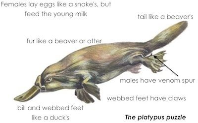 Like a Platypus, Ultimate can't decide if it's a downs-oriented sport like football, or a possession based sport like basketball, and it can't decide whether it's a contact sport like soccer or a non-contact sport like croquet.