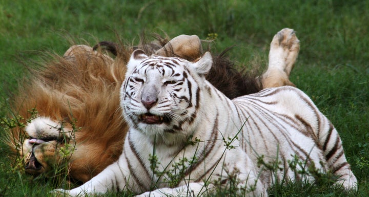 A white tiger at Big Cat Rescue in Florida.