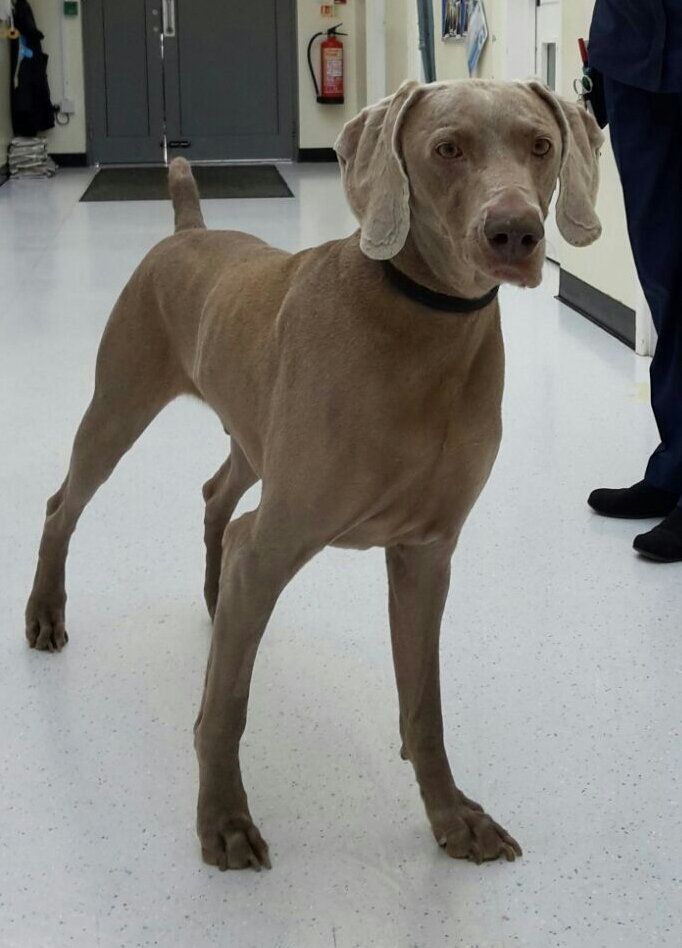 Nine-year-old Bobo the Weimaraner was rushed to Blue Cross vets in Grimsby , North East Lincs., for emergency treatment when he swallowed a Kinder egg.