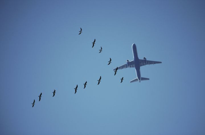 Birds pose a threat to aircraft, especially during takeoffs and landings, but researchers say they've figured out an effective, nonlethal method to keep the birds away.