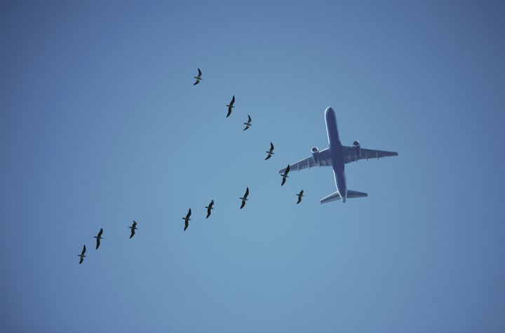 Birds pose a threat to aircraft, especially during takeoffs and landings, but researchers say they've figured out an effective, nonlethal method to keep the birds away.