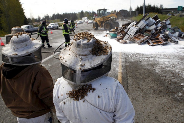 Bees actually have a history of buzzing free in driving accidents. Here beekeepers wait to start clearing the scene in Washington state last year.