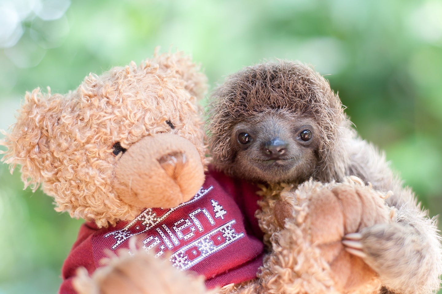 These Orphaned Baby Sloths Will Give You All The Warm Fuzzies ...