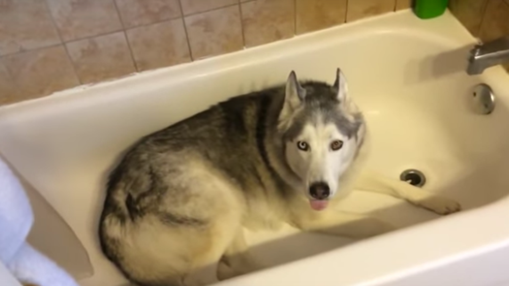 Stubborn Dog Throws The Cutest Tantrum To Try And Stay In The Bathtub
