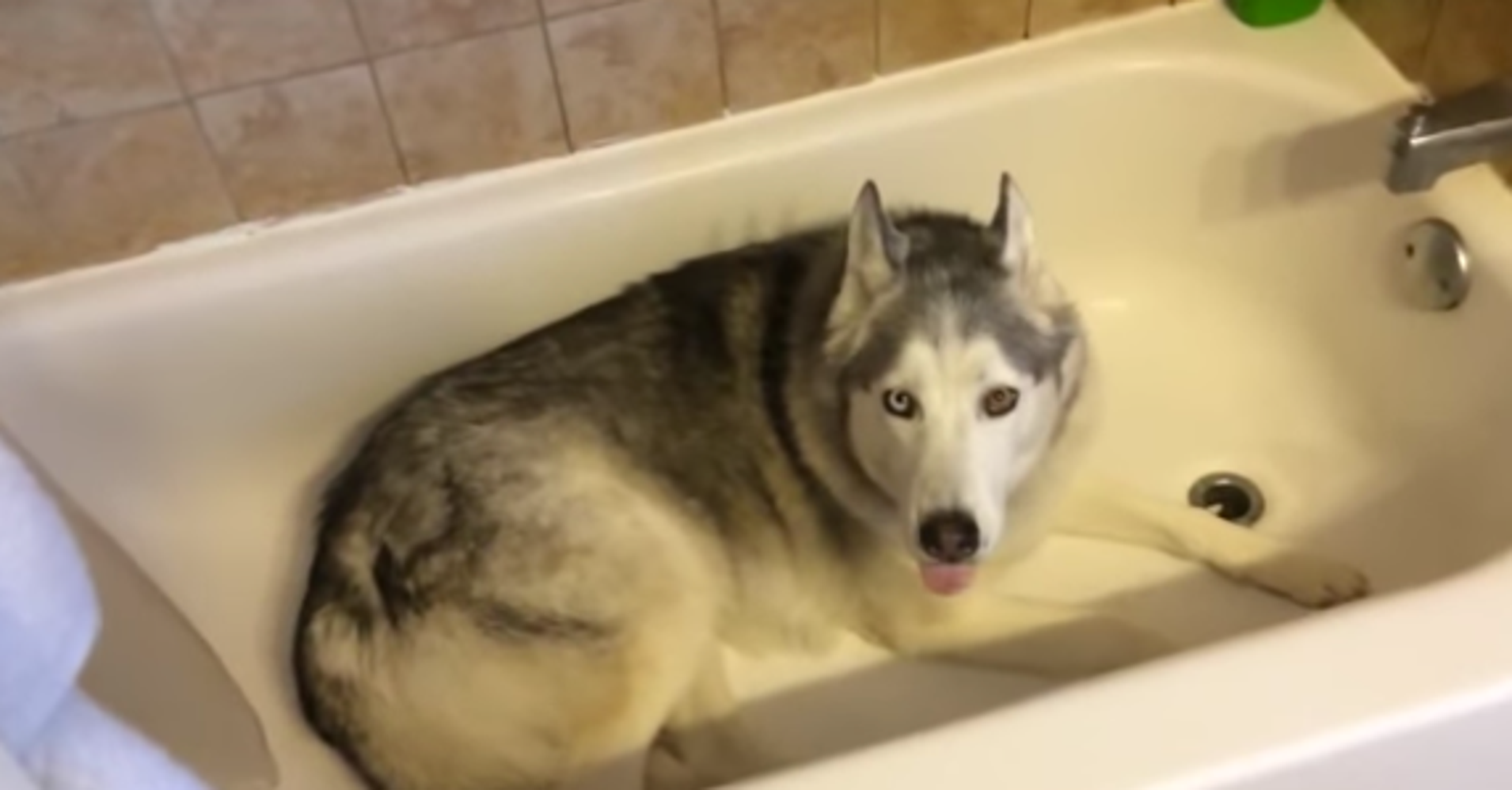 Stubborn Dog Throws The Cutest Tantrum To Try And Stay In The Bathtub