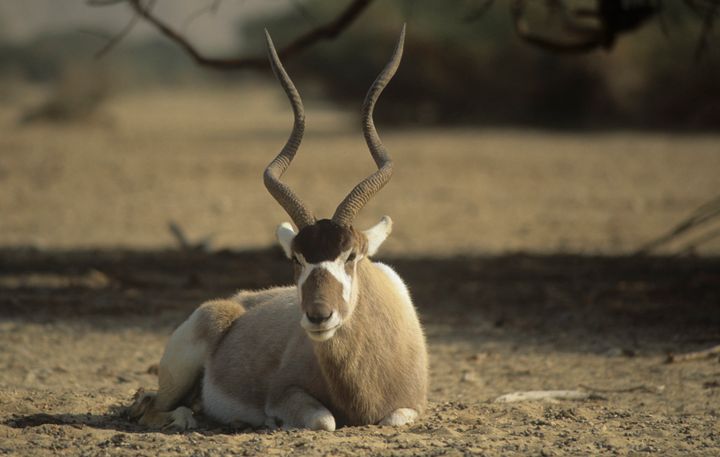 The only hope for wild addax populations is to introduce captive-bred animals, researchers say.