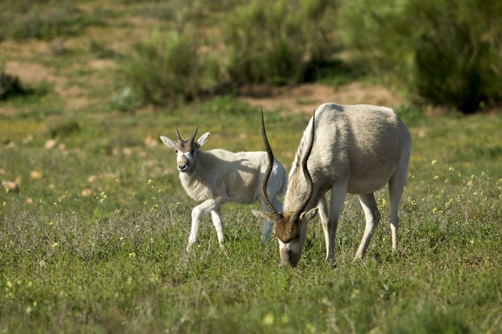 An addax mother and calf at a Sous Massa National Park in Morocco.