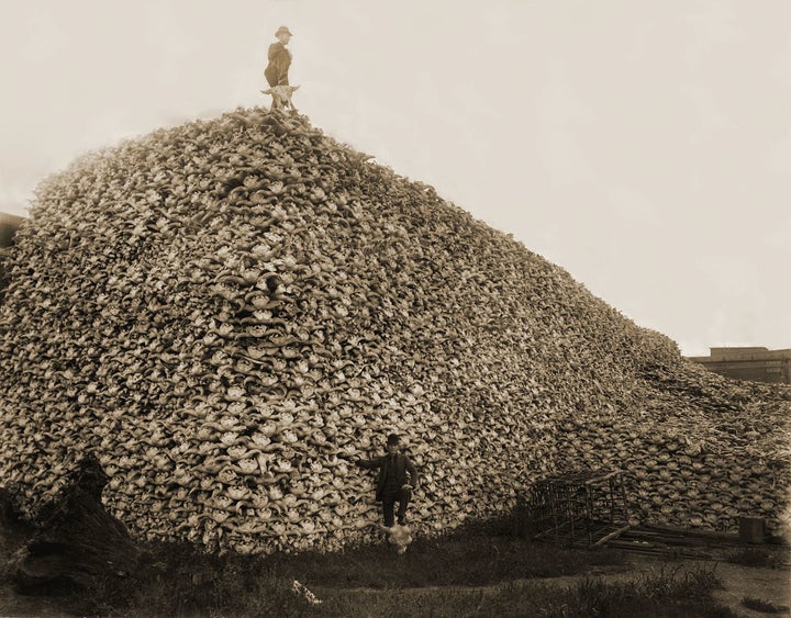 A mountain of American bison skulls waiting to be ground for fertilizer, circa mid-1870s.