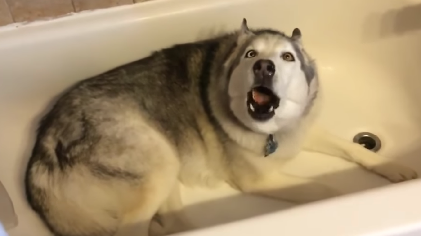 Adorable Husky Throws Massive Tantrum Because He Doesn't Want To Get