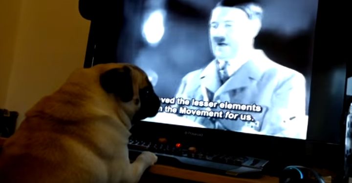 Buddha the pug was filmed in front of a computer screening footage of Adolf Hitler 
