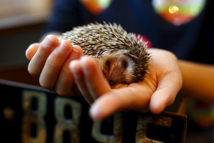 <i>So spiny!</i>