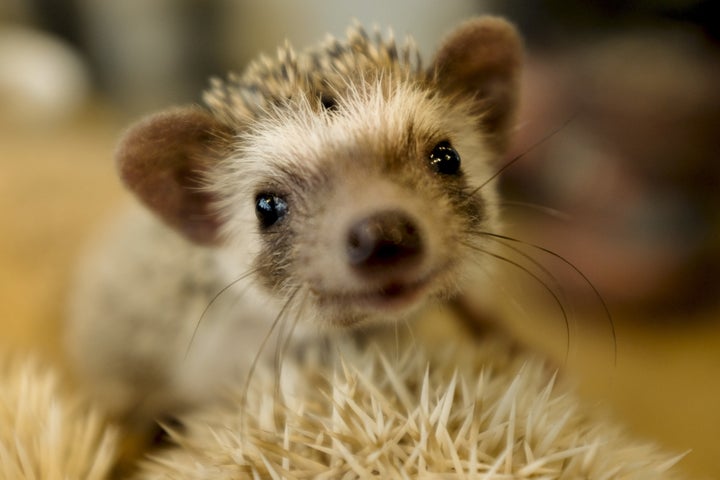 <i>Aww.</i>