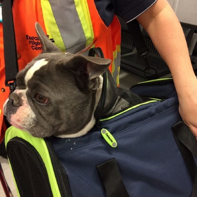 Fort McMurray Fires: Pets Evacuated By Kind-Hearted
