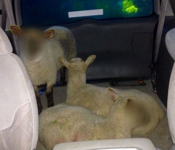 Police blurred the faces of three stolen lambs found being transported in a people mover