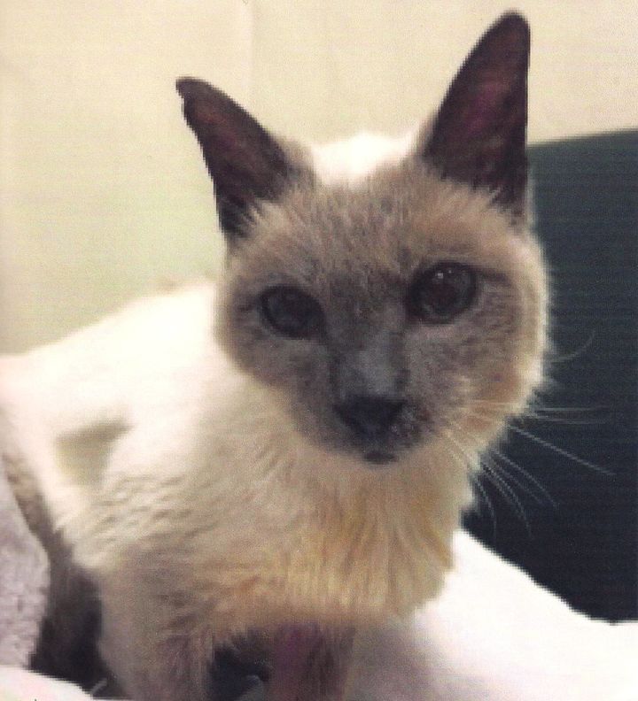 At 30 years of age, Scooter, a Siamese from Mansfield, Texas, is the world's oldest cat according to Guinness World Records.