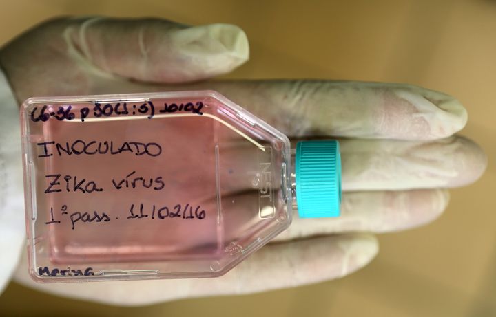 A biologist displays Aedes aegypti mosquito cells inoculated with Zika virus in the laboratory of Biology from University of Campinas, in Brazil, February 11, 2016.