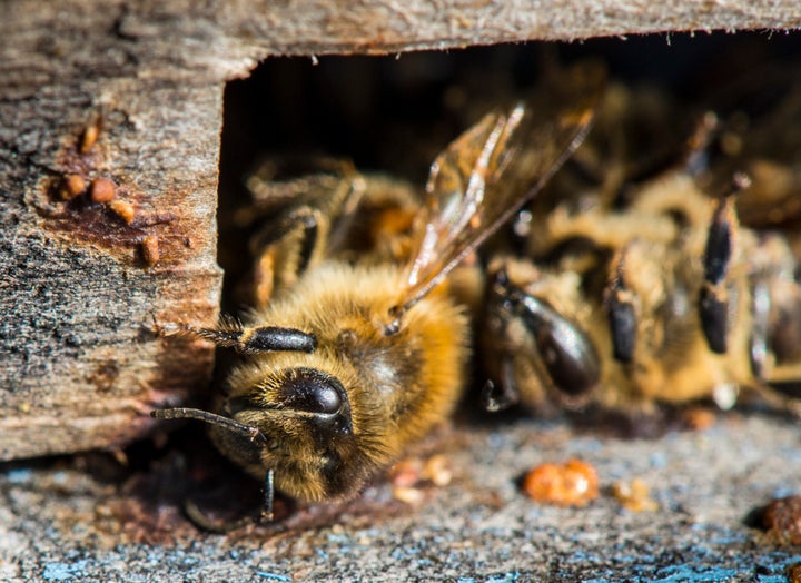 Dead and dying worker honey bees at hive entrance.