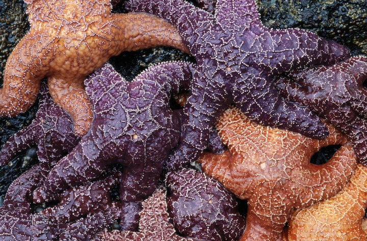 Ochre sea stars