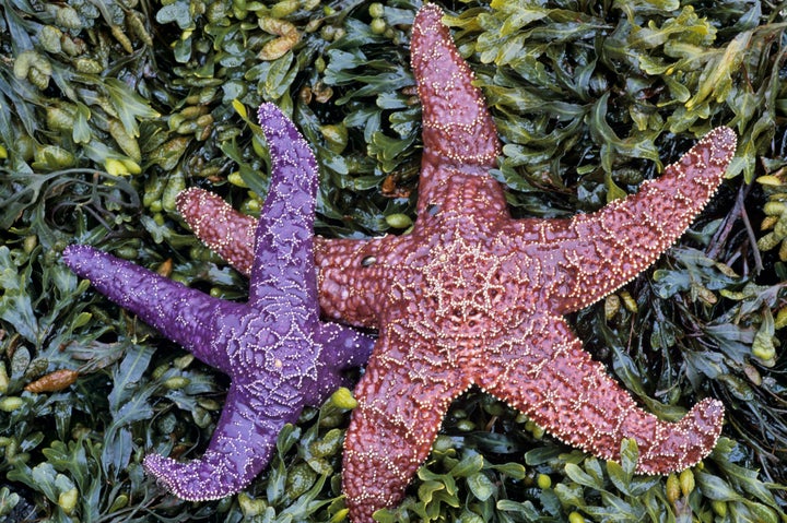 keystone species starfish