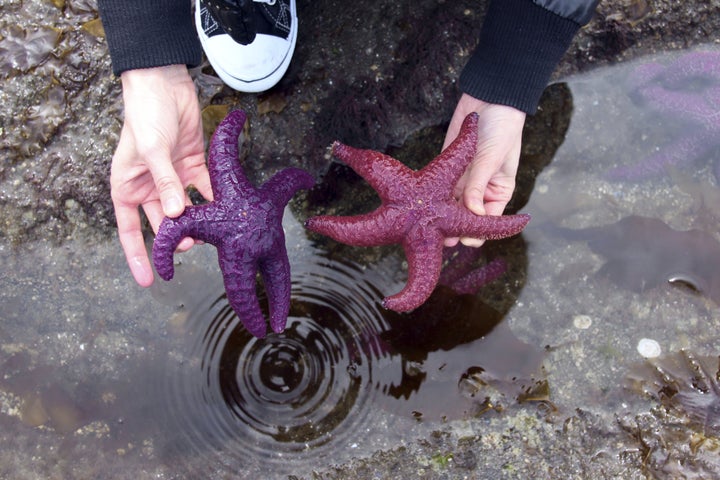 purple sea star