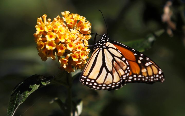 The expansion of farmland, sprawling housing developments and the clear-cutting of natural landscapes have severely harmed the butterflies' population.