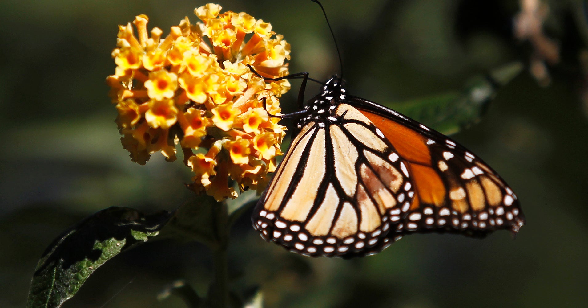 Native American Tribes Dedicating Land, Food To Protect Monarch