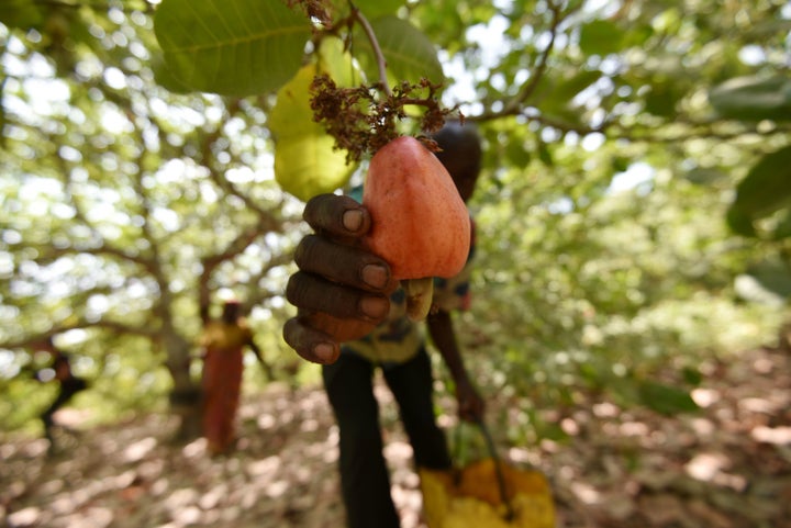 A farmer harvests cashew-apple fruits in a plantation in Bouake, Ivory Coast.