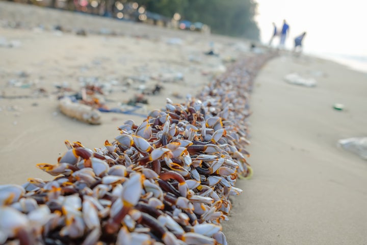 Gooseneck barnacles