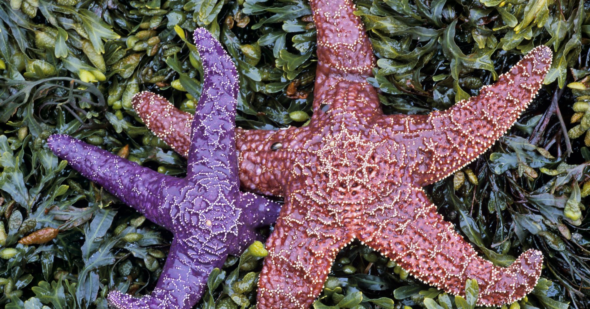 Threatened Purple Starfish Now Doing Swimmingly Thanks To Population