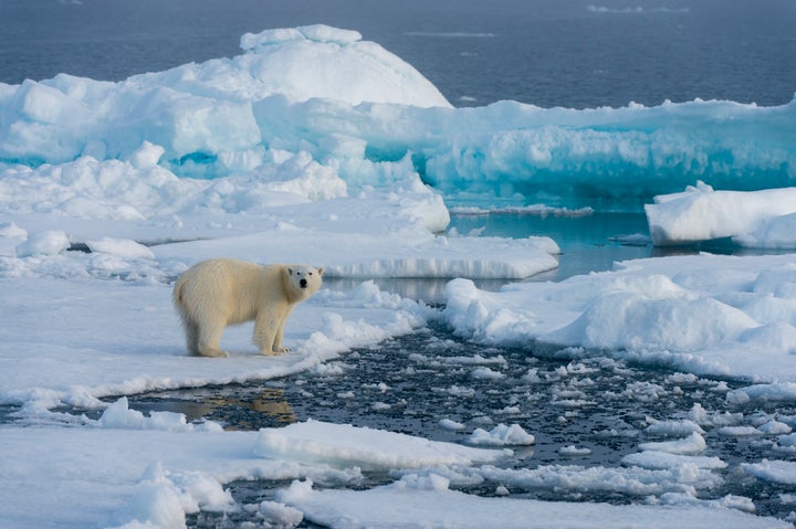 A polar bear on the pack ice north of Svalbard, Norway. 