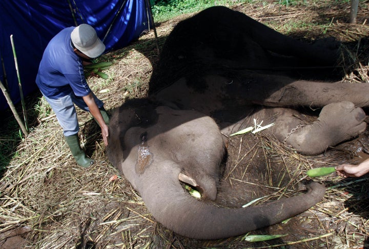 The zoo has been without a resident vet for almost a year