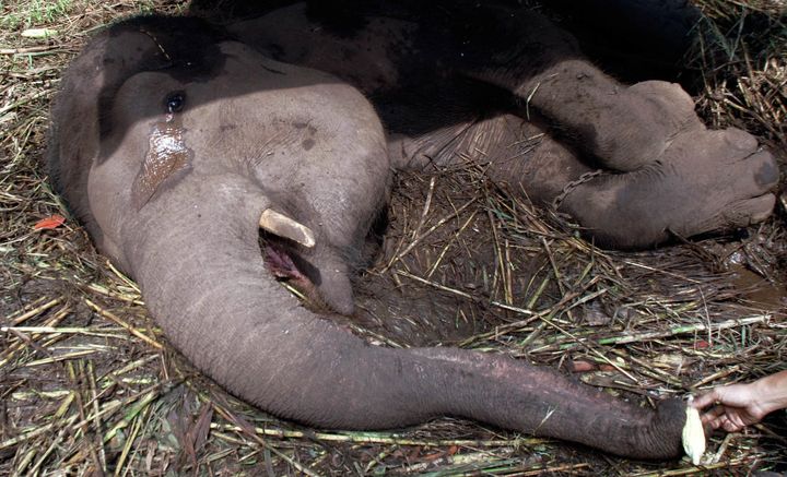 <strong>Yani the Sumatran elephant appeared to shed tears before she died at Indonesia's Bandung Zoo</strong>