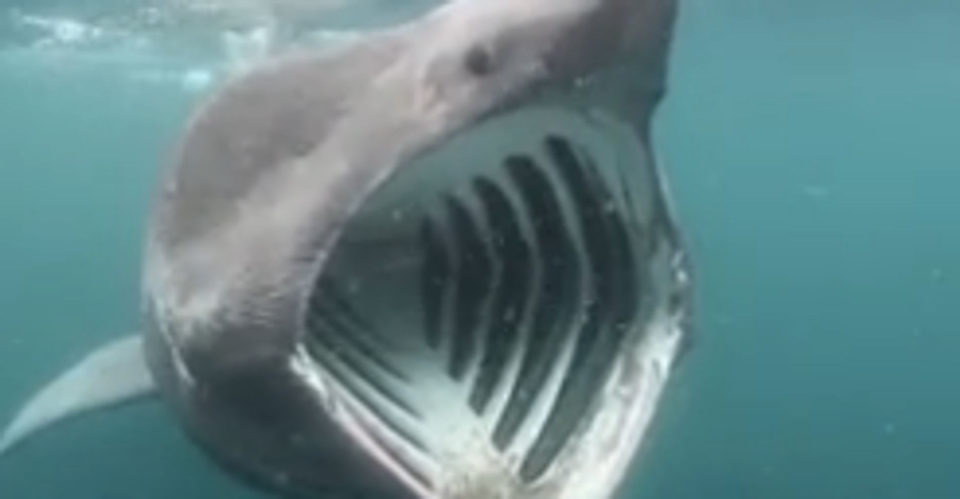 This Shark With A Big Mouth Will Creep You Out Huffpost