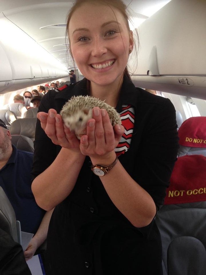 Hedgehogs hitched a ride to get away from the Fort McMurray fire with their owners.