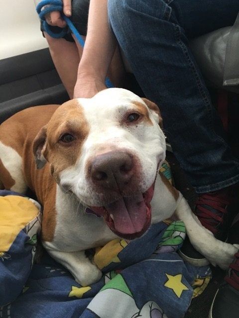 One of the non-human passengers on an evacuation flight.