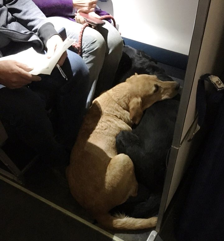 Two dogs cuddle for the ride.